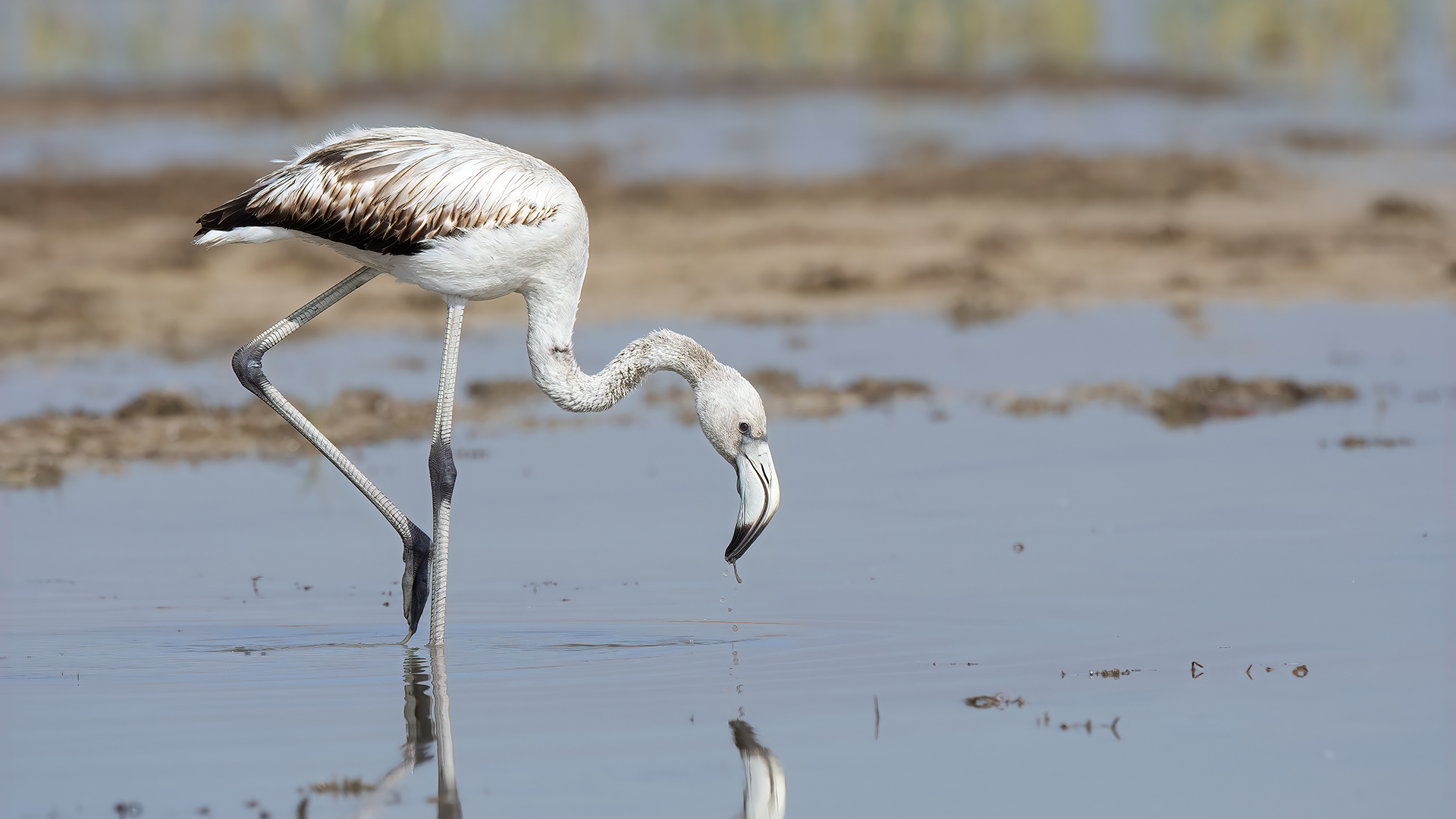 Greater Flamingo